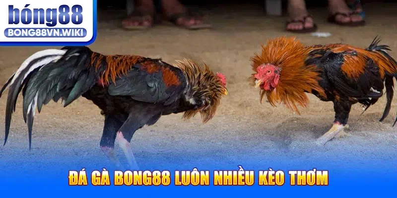 Bong88 ✔️ Viva Bong88 - Link Vào Bong 88 Nhanh Nhất Đá gà Bong88 luôn nhiều kèo thơm